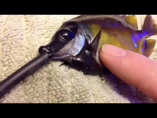 Performing CPR on a fish