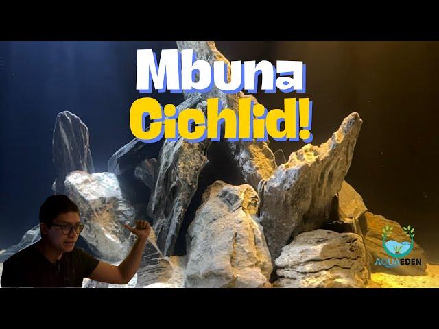 PROJECT: Mbuna Cichlid Home Build!