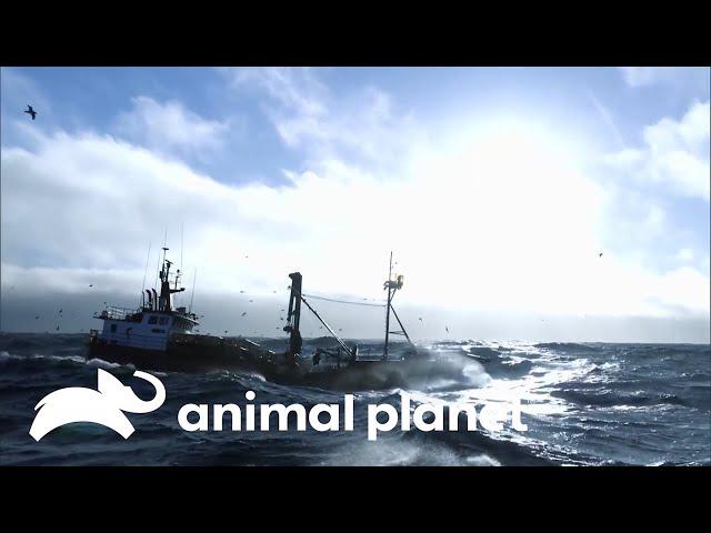 As constantes dores do capitão do Seabrooke | Pesca Mortal | Animal Planet Brasil