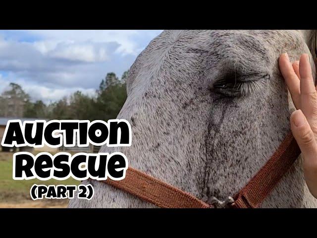 First Look At Our Auction Horse | It's Worse Than We Thought!