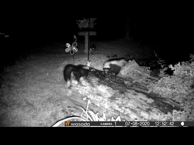 skunks and licking possum