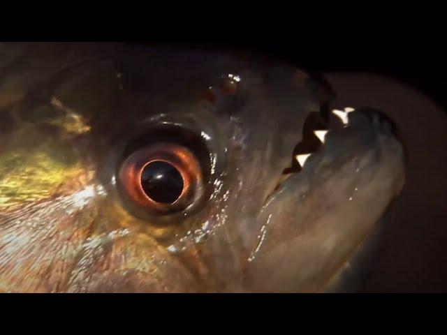 Vicious Piranha Moments | BBC Earth