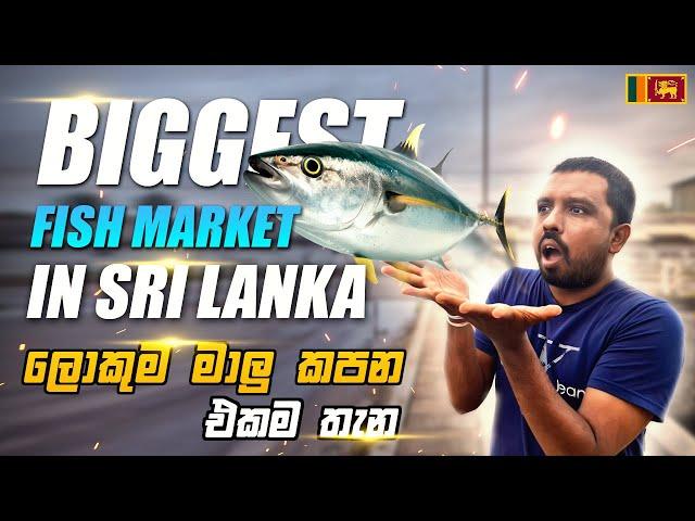 ලංකාවේ ලොකුම මාළු වෙළඳසැල / Peliyagoda Fish Market Colombo Sri Lanka  