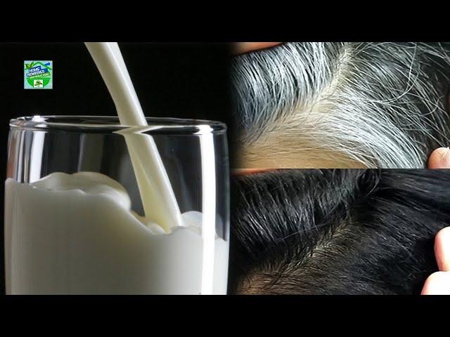 How To Turn White Hair To Black Hair Naturally And Permanently With Milk