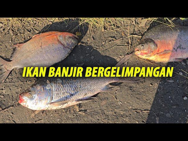 Banjir Tanjung Tualang - Pesta Tangkap Ikan