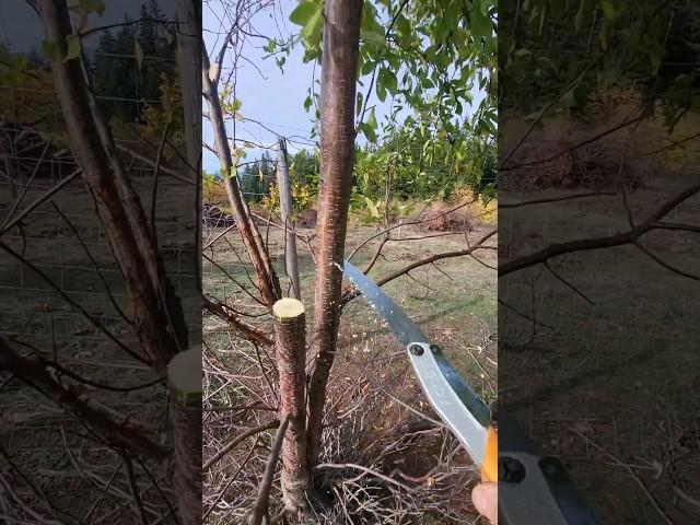3 Underrated Homesteading tools #homestead #offgrid #prepper #silkysaw #redneck