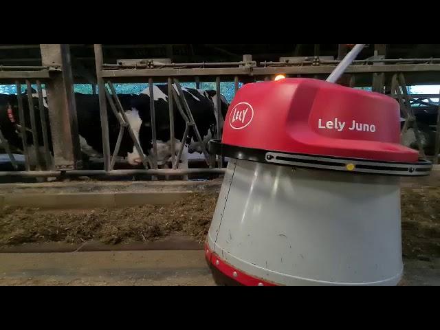 Der Lely Juno Futteranschieber im Einsatz