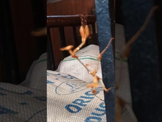 Camouflage praying mantis#naturevibes#insect #Praying mantis #konkancoast#konkanvibes