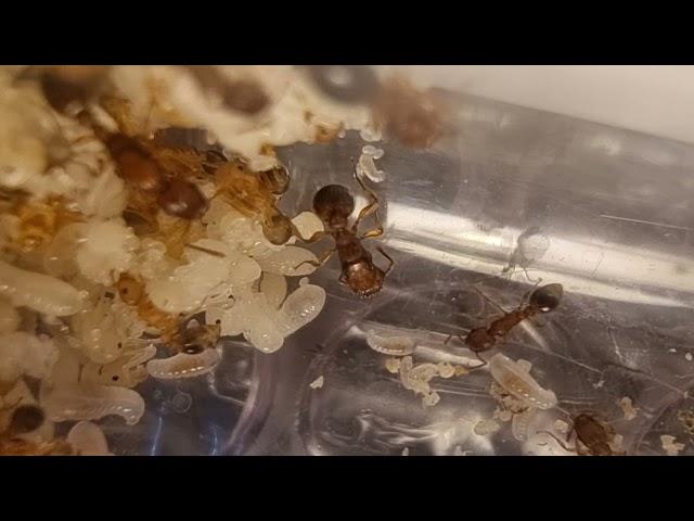 Tetramorium bicarinatum - Ep2 The BOOM!!!