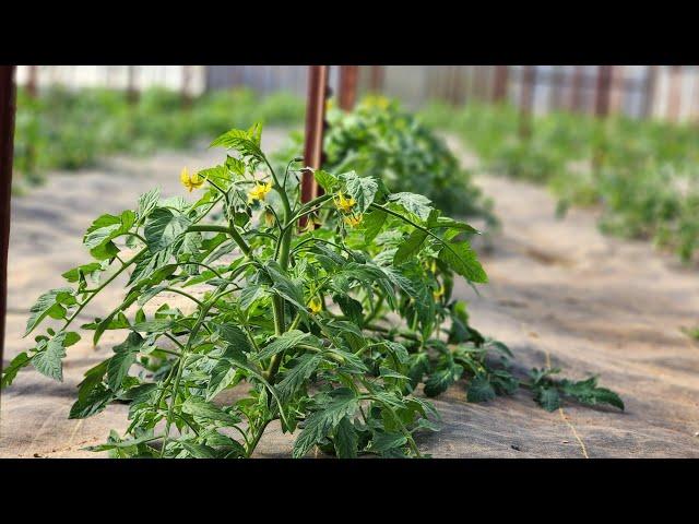 Fertilizing High Tunnel Tomatoes 