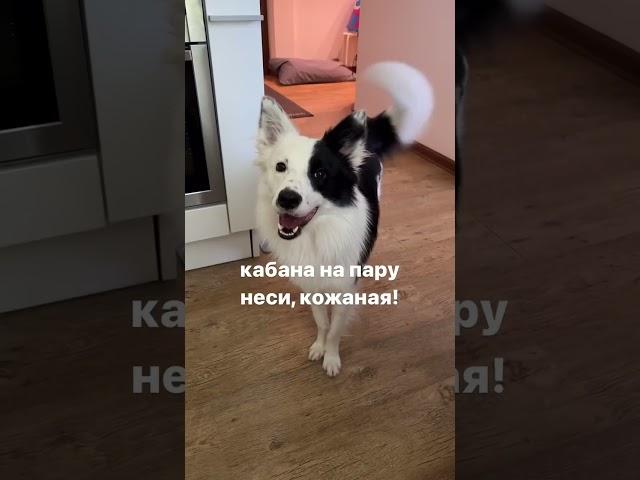 Через это проходит каждый собачник....  #собака #собакаизприюта #adoptdontshop