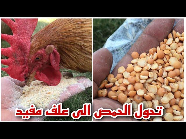 جرش الحمص الى علف مفيد للدجاج والافراخ