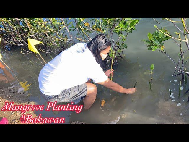 Mangrove Planting || Bakawan || BBNHS Top 10 Finalist || World’s Best School Environmental Action