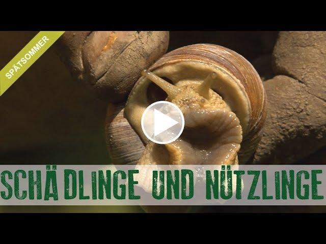 Schädlinge und Nützlinge im Garten