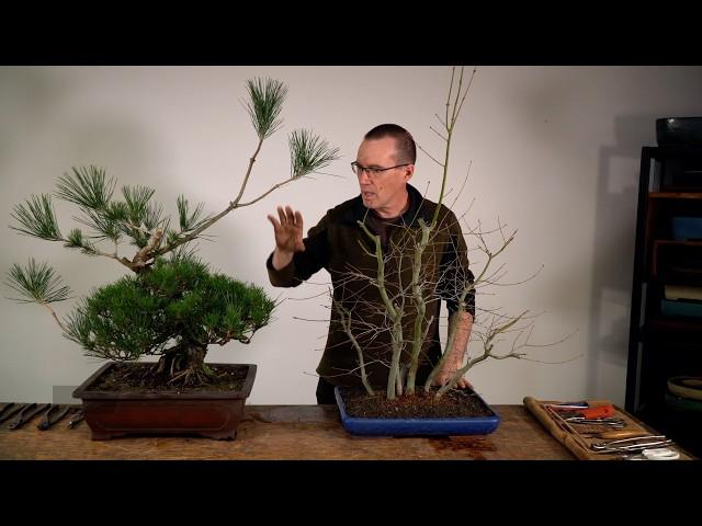 Thicken the trunk of your Bonsai