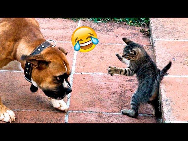 Funny Dogs And Cats Videos 2024  - Best Funniest Animal Videos Of The week #272