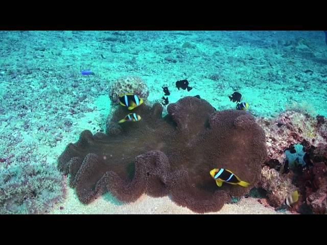 HD1080i Diving in Fiji Island August 2015 Part3