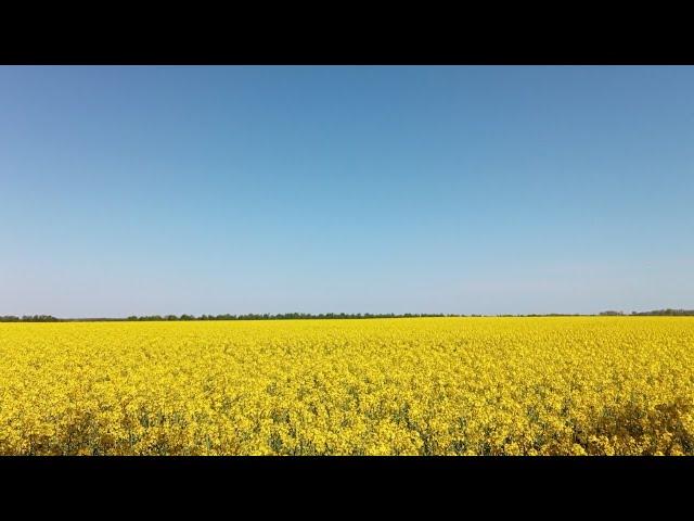 Як вберегти бджіл від спеки.