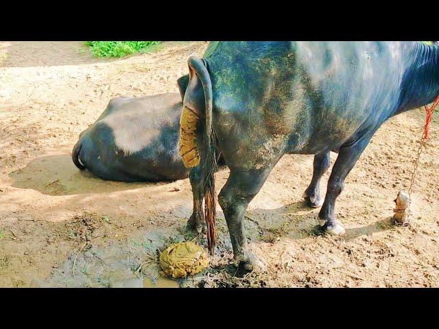 Buffalo dung ll buffalo poop ll pooping video