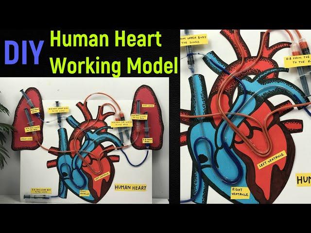 heart working model | human heart working model | Science project model | #diyasfunplay  | #diy