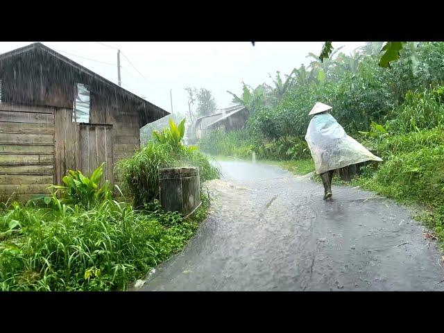 Heavy rain, strong winds in the village||Indonesian rural atmosphere||rain video