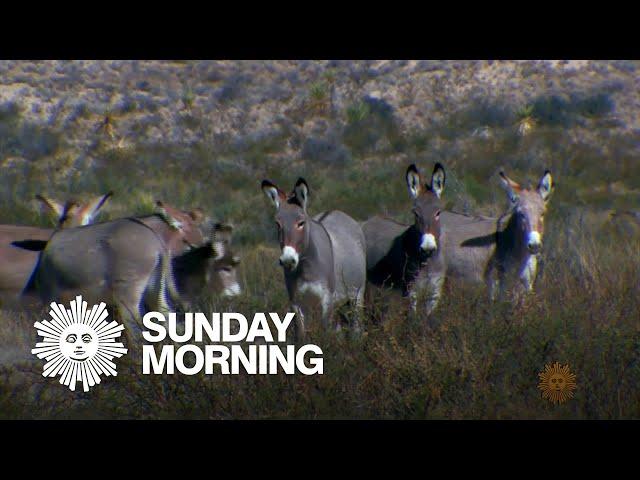 Nature: Wild burros of Texas