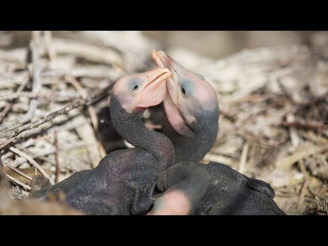 Stories from the River Murray - Hattah Lakes