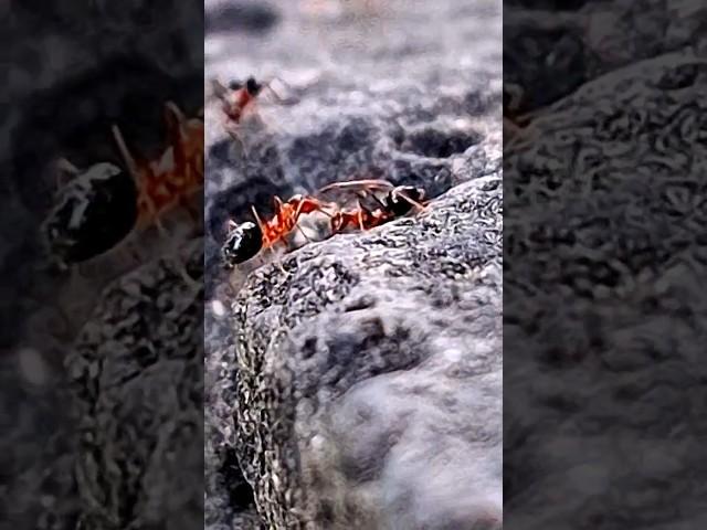 о чем говорят муравьи/what do ants talk about #cute #fun #animals #shorts