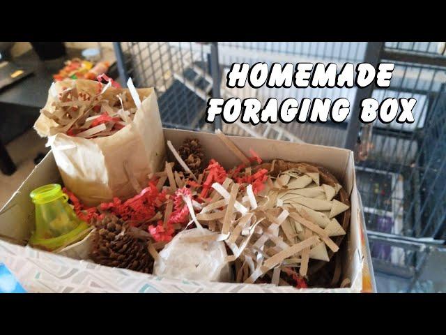 Homemade Parrot Foraging Box - Jasper the Eclectus Parrot