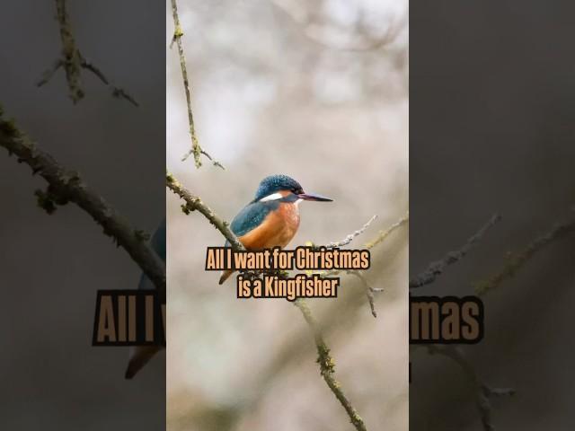 All I want for Christmas is a Kingfisher - Eisvogel-Begegnung  | Merry Christmas