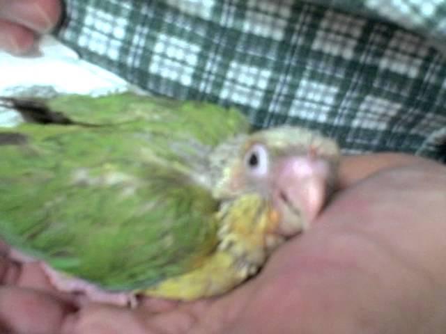 Zazu - Green Cheek Conure