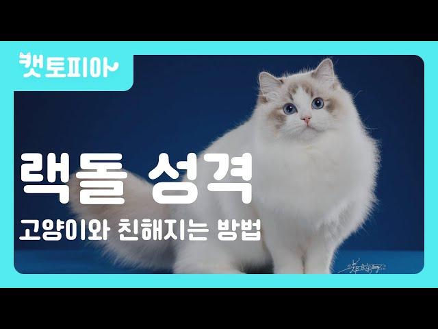 랙돌 고양이 성격에 관한 모든것