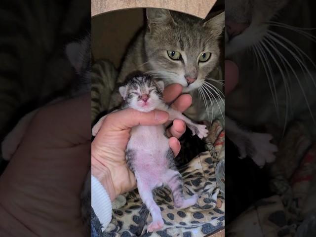 Mother cat wants her Kitten back.