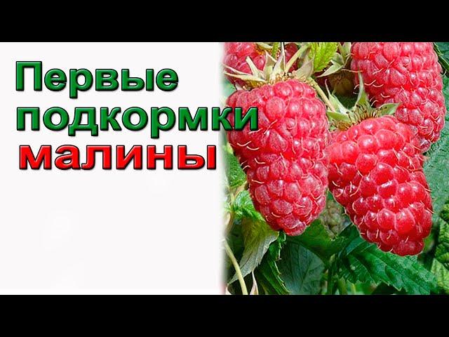Первая подкормка малины для большого урожая.