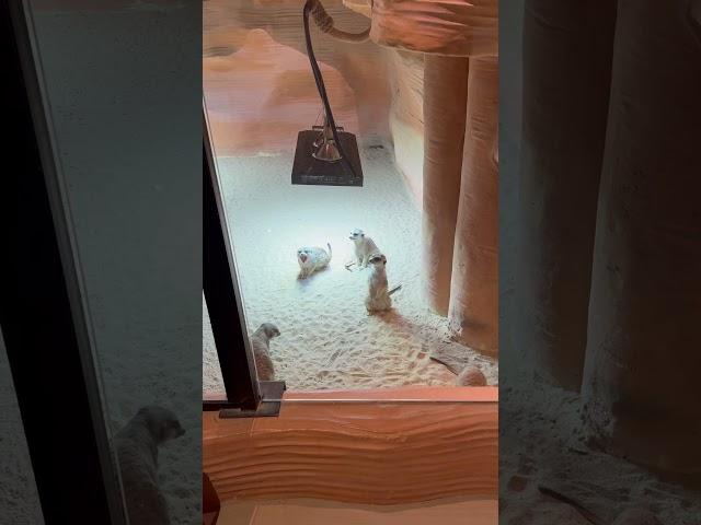 Meerkat #howto #viralshorts #satisfying