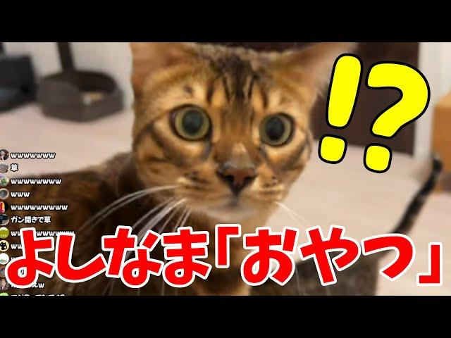 「おやつ」というだけですぐに振り向く猫に爆笑するよしなま【猫戯れ動画】【2024/12/24】