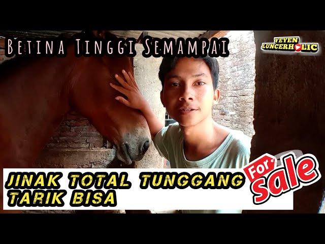 TERTARIK ???? KUDA BETINA CAP KUNCI MILIK RIDHO BOLEH DIPINANG