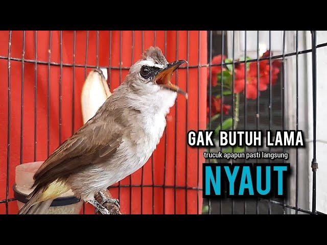 trucukan gacor TARUNG ROPEL PANJANG pancingan trucukan agar bunyi jadikan burung trucuk gacor EMOSI