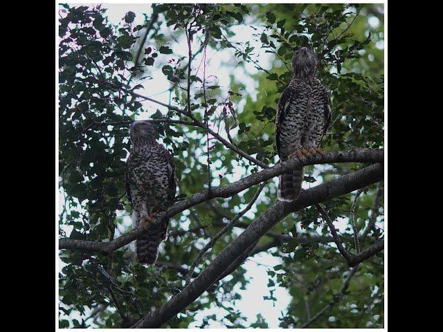 Sound recording of Currawongs and Noisy Miners mobbing a Powerful Owl pair at dusk