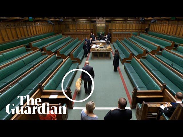 Steve Darling sworn in as MP for Torbay accompanied by his guide dog