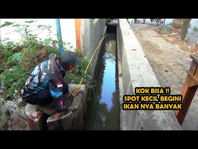 Spot Sekecil Ini Siapa Sangka Banyak Ikan Nila nya juga