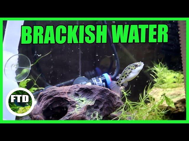 How to Make Brackish Water! Green Spotted Puffer Tank!