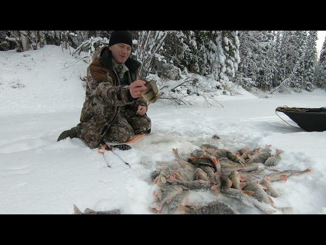 НАШЁЛ ЛУНКУ ПОЛНУЮ ОКУНЕЙ НА ЗАТЕРЯННОМ РУЧЬЕ! ШИКАРНАЯ ЗИМНЯЯ РЫБАЛКА ПО ПЕРВОМУ ЛЬДУ КАК В СКАЗКЕ!