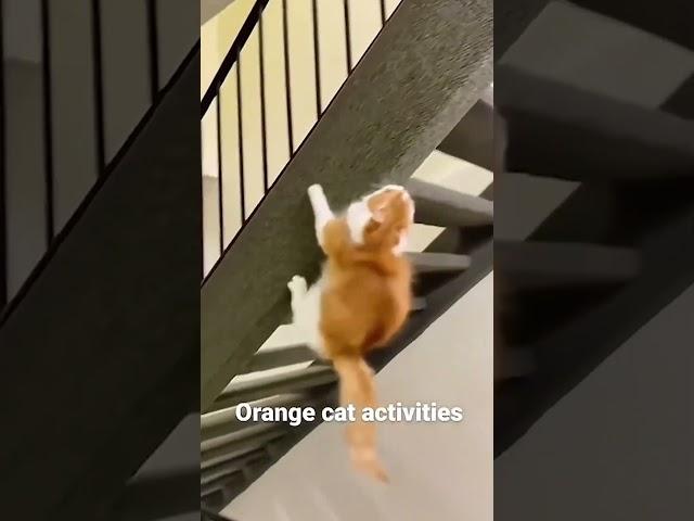 funny cat#cat#cats#catlover #catshorts #funnycats#youtubeshorts #funnyvideo #music#moneycat#my