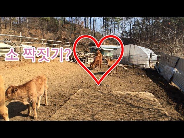 The Love of Korea Cow