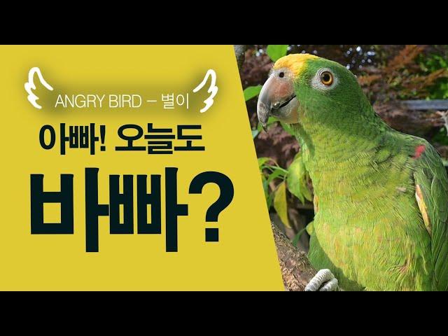 아빠 오늘도 바빠? / 중얼중얼 수다와 이상한 웃음소리/ 앵무새가 개콘보다 더 웃기다!!  / 사람과 대화 가능앵무새 / ANGRY BIRD
