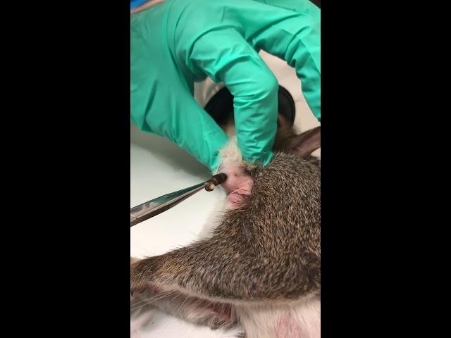 Cuterebra removal from a squirrel