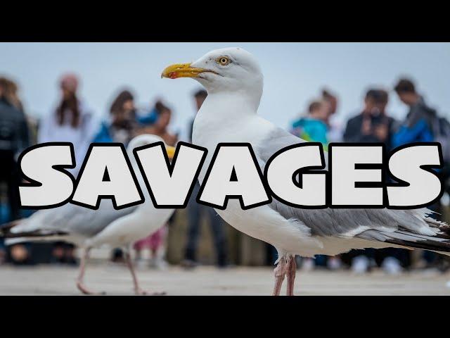 Savage Seaside Seagulls - Whitby Gulls Worse Than Ever !!