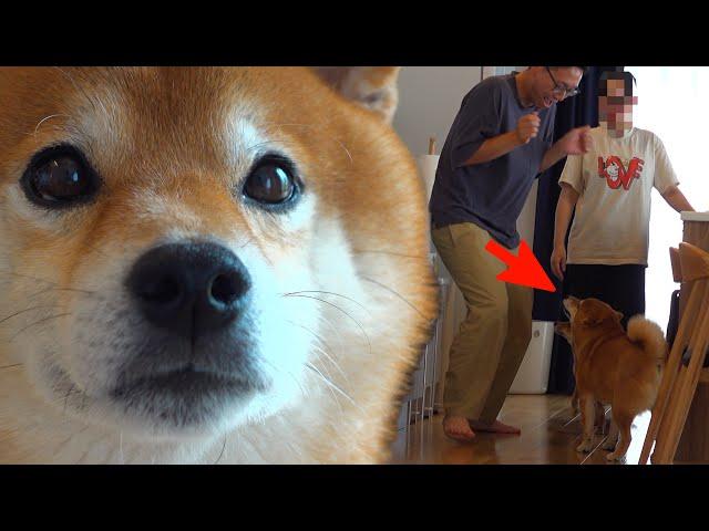 A fight breaks out? The moment a Shiba Inu protests in dog language...the reason is too cool.