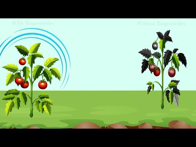 Effect of Biopesticides